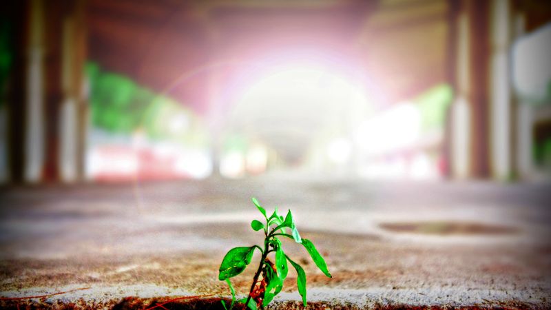 plant
